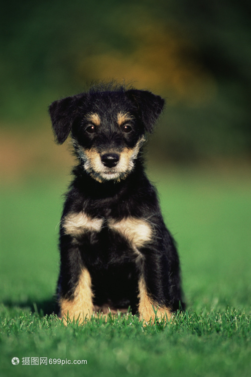 狗狗得瞒虫什么症状:揭开宠物健康的隐秘警报